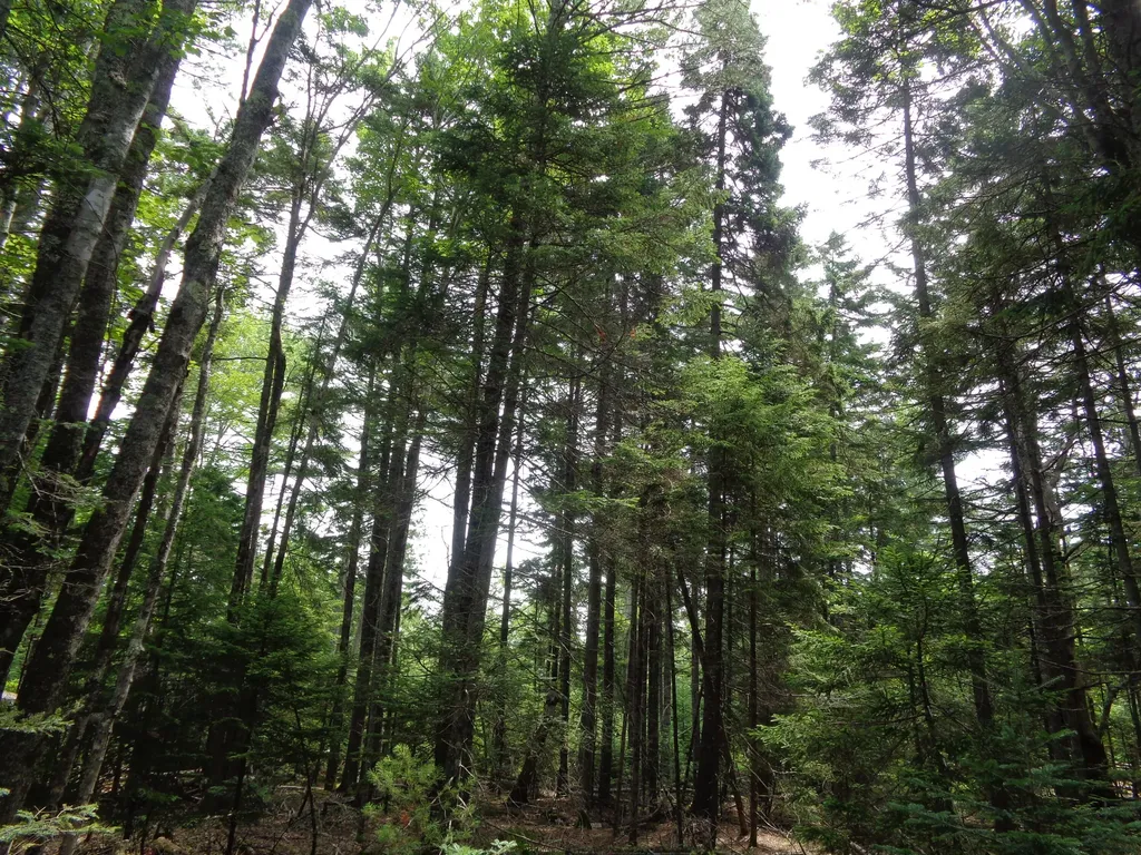 Lot 6b Asa's Lane Lamoine ME 04605