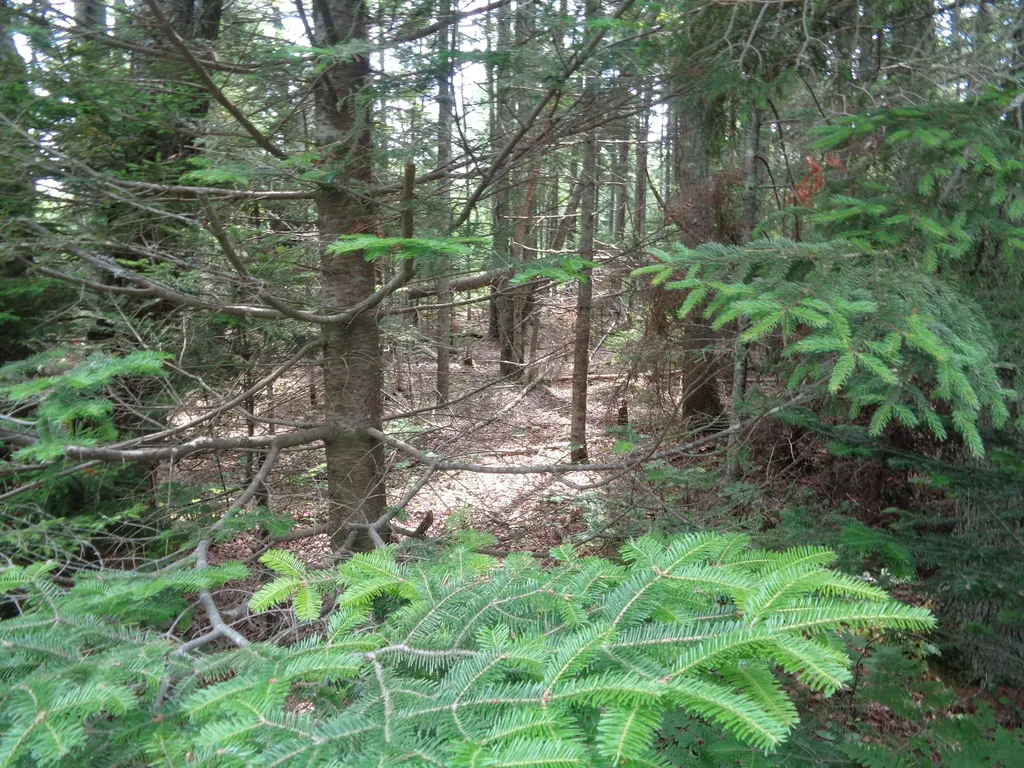 Lot 6b Asa's Lane Lamoine ME 04605