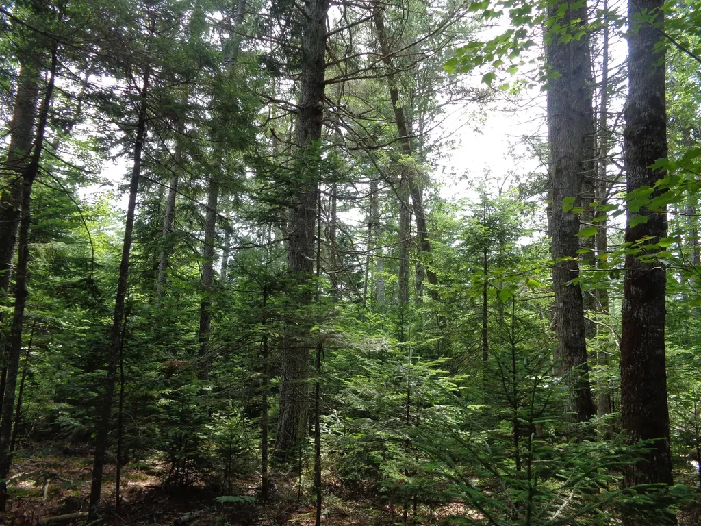 Lot 6b Asa's Lane Lamoine ME 04605