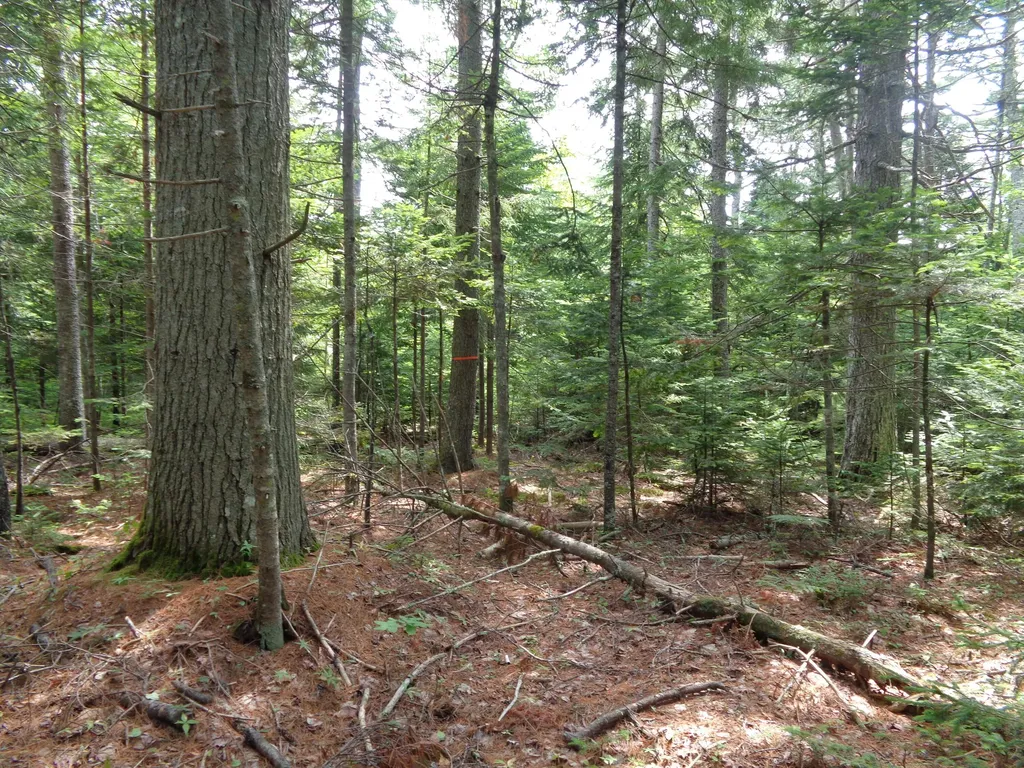 Lot 6b Asa's Lane Lamoine ME 04605