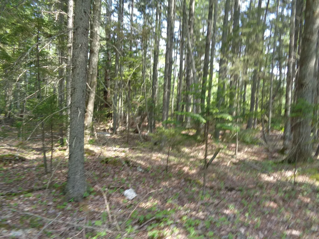Lot 6b Asa's Lane Lamoine ME 04605