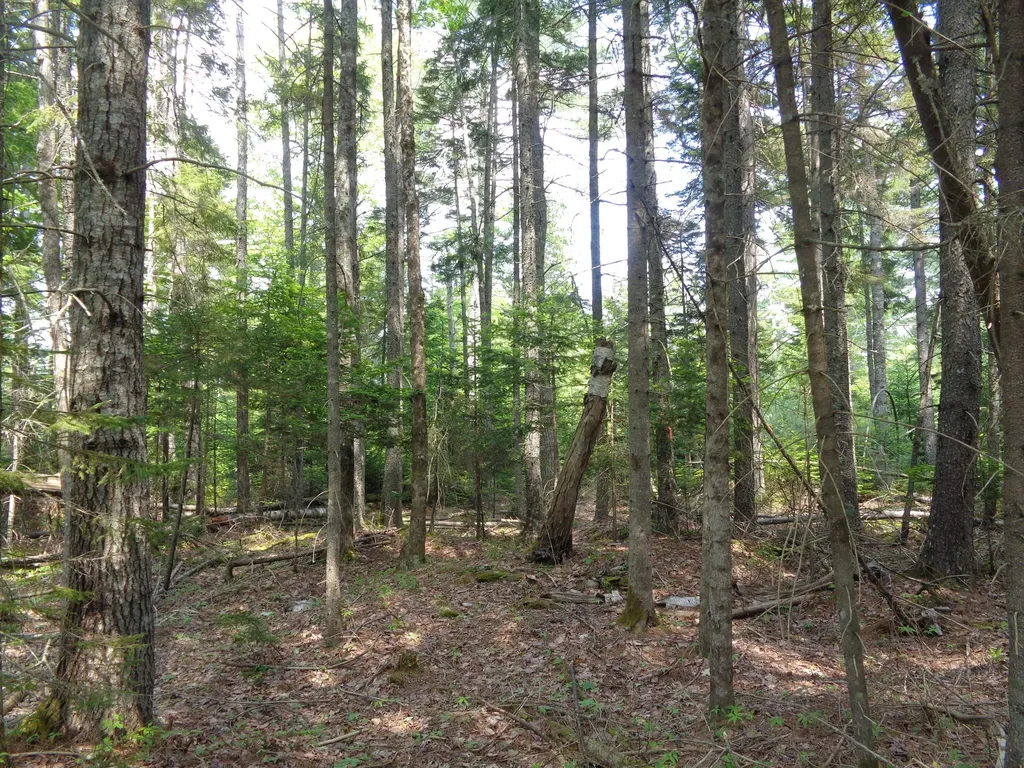 Lot 6b Asa's Lane Lamoine ME 04605