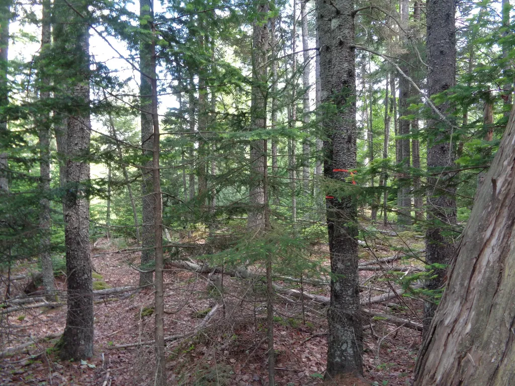 Lot 6b Asa's Lane Lamoine ME 04605