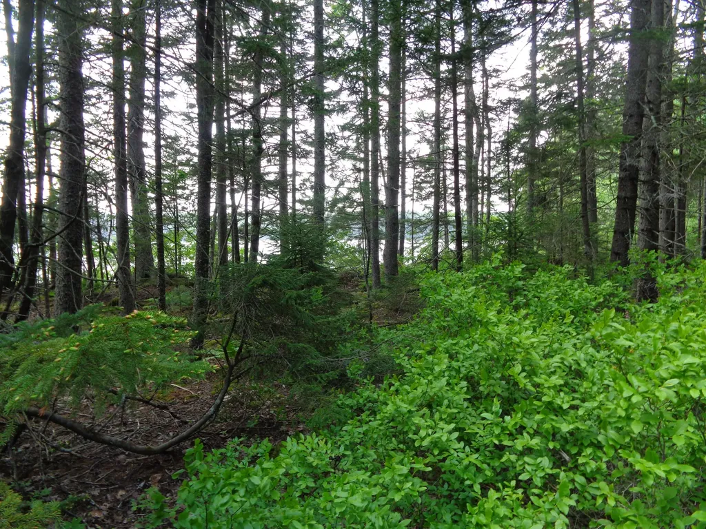 Lot 6b Asa's Lane Lamoine ME 04605