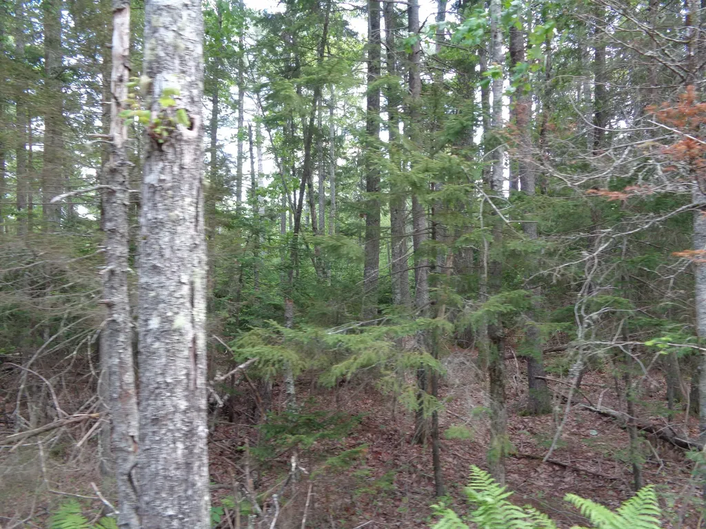 Lot 6b Asa's Lane Lamoine ME 04605