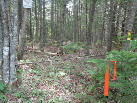 Lot 6b Asa's Lane Lamoine ME 04605