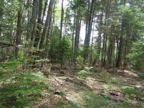 Lot 6b Asa's Lane Lamoine ME 04605