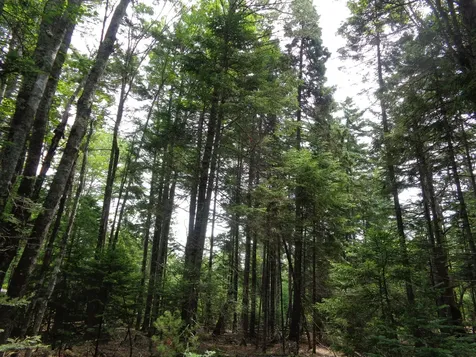 Lot 6b Asa's Lane Lamoine ME 04605