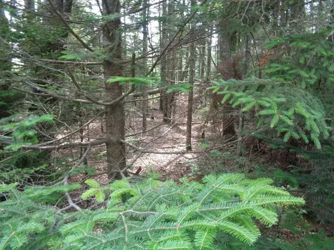 Lot 6b Asa's Lane Lamoine ME 04605