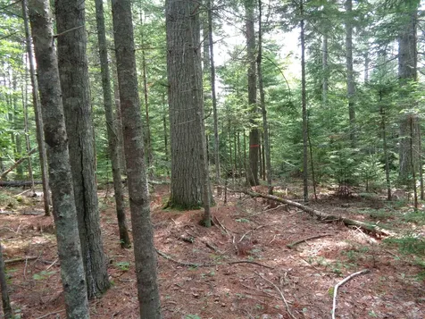 Lot 6b Asa's Lane Lamoine ME 04605