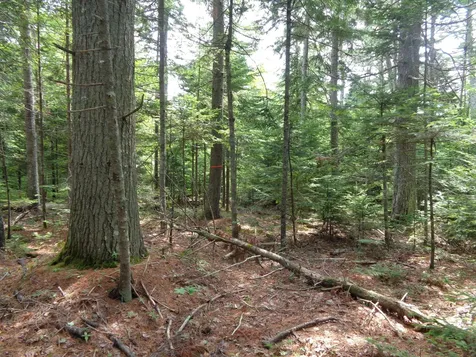 Lot 6b Asa's Lane Lamoine ME 04605