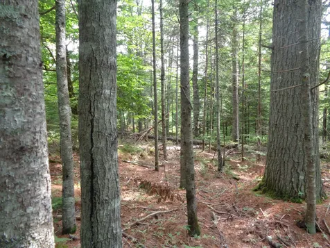 Lot 6b Asa's Lane Lamoine ME 04605