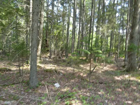 Lot 6b Asa's Lane Lamoine ME 04605