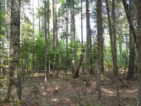 Lot 6b Asa's Lane Lamoine ME 04605