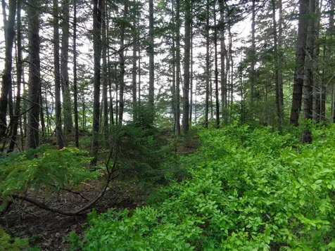 Lot 6b Asa's Lane Lamoine ME 04605