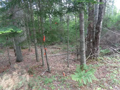 Lot 6b Asa's Lane Lamoine ME 04605