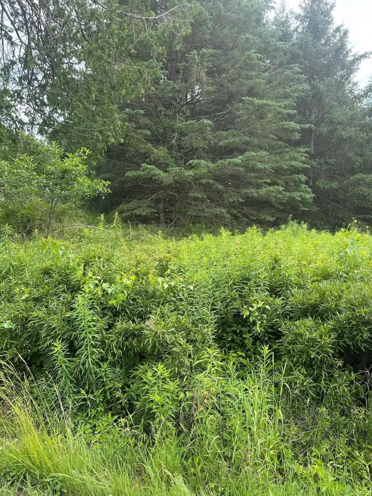 Lot 5 Soper Road Orland ME 04413