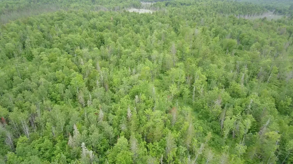 Tbd Trafton Road Parkman ME 04443