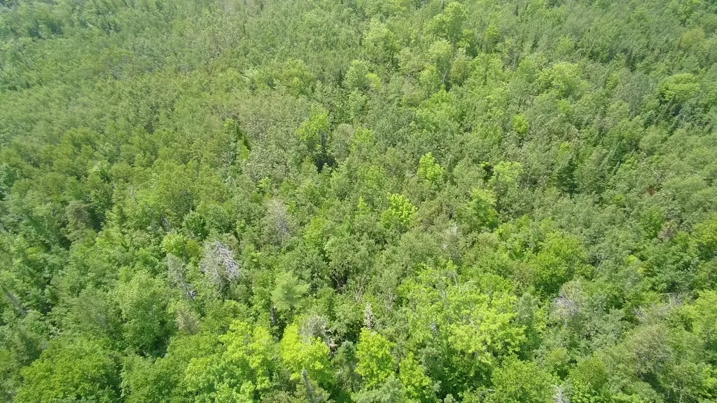 Tbd Trafton Road Parkman ME 04443