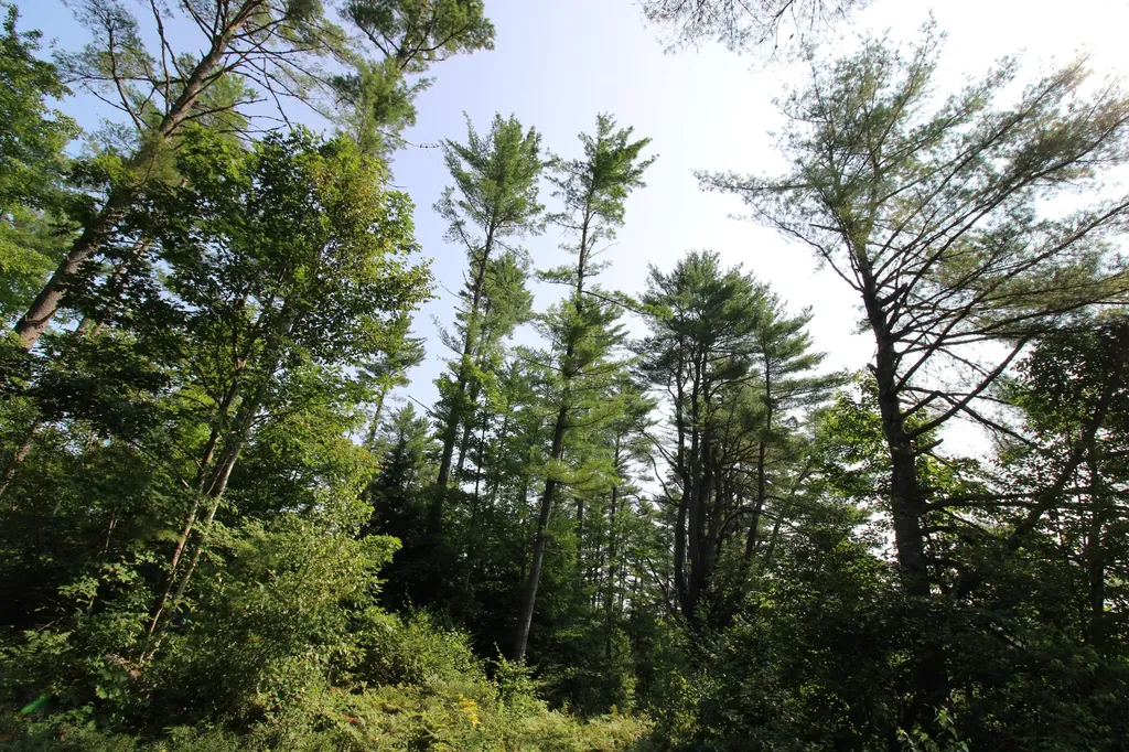 Lot 12 Bear Pond Road Waterford ME 04088