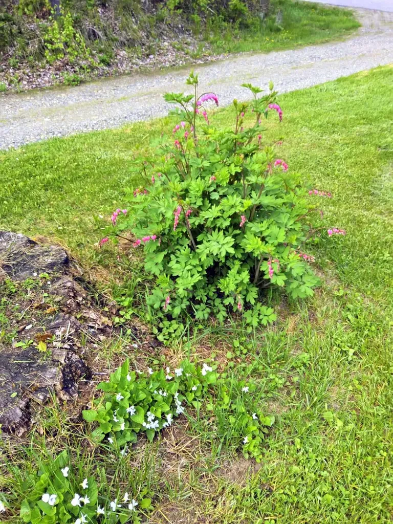 1190 Fairbanks Road Farmington ME 04938
