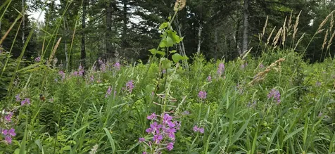 858 Allagash Road Allagash ME 04774