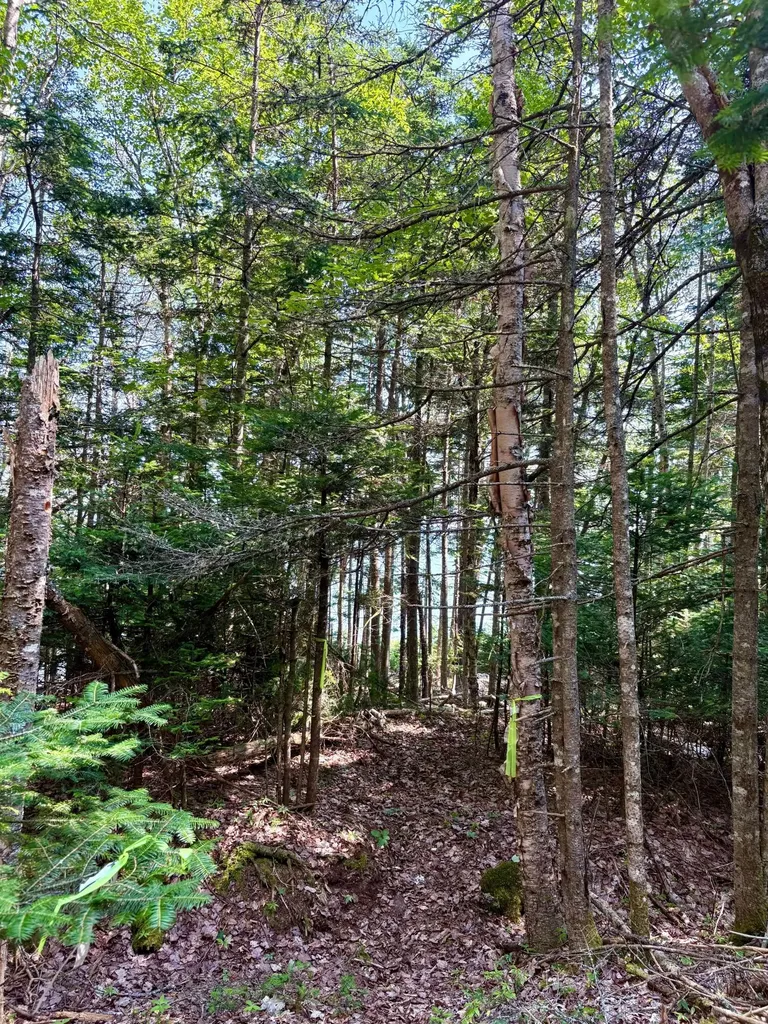 Lot 95 N Duck Cove Road Roque Bluffs ME 04654