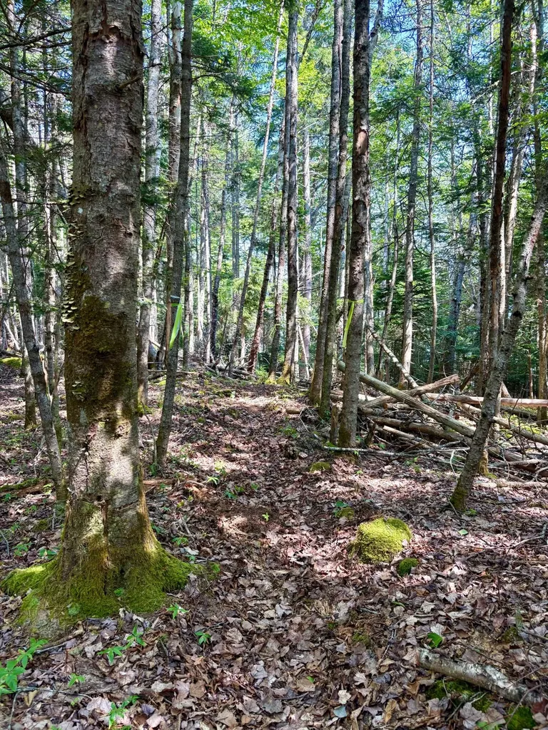 Lot 95 N Duck Cove Road Roque Bluffs ME 04654