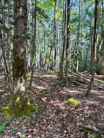 Lot 95 N Duck Cove Road Roque Bluffs ME 04654