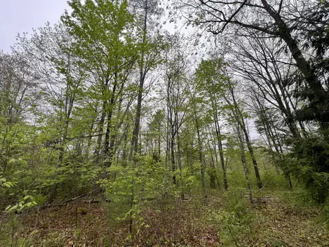 1660 Main Road Greenbush ME 04418