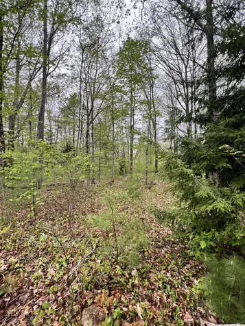 1660 Main Road Greenbush ME 04418