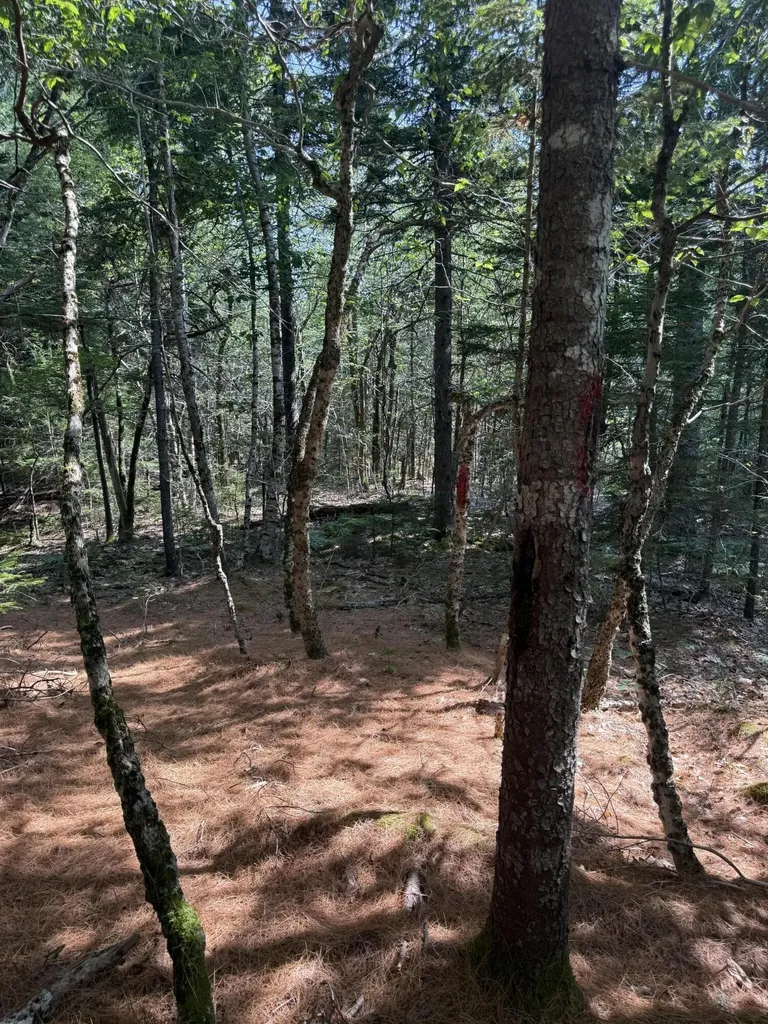 1026 Bucks Mills Road Bucksport ME 04416