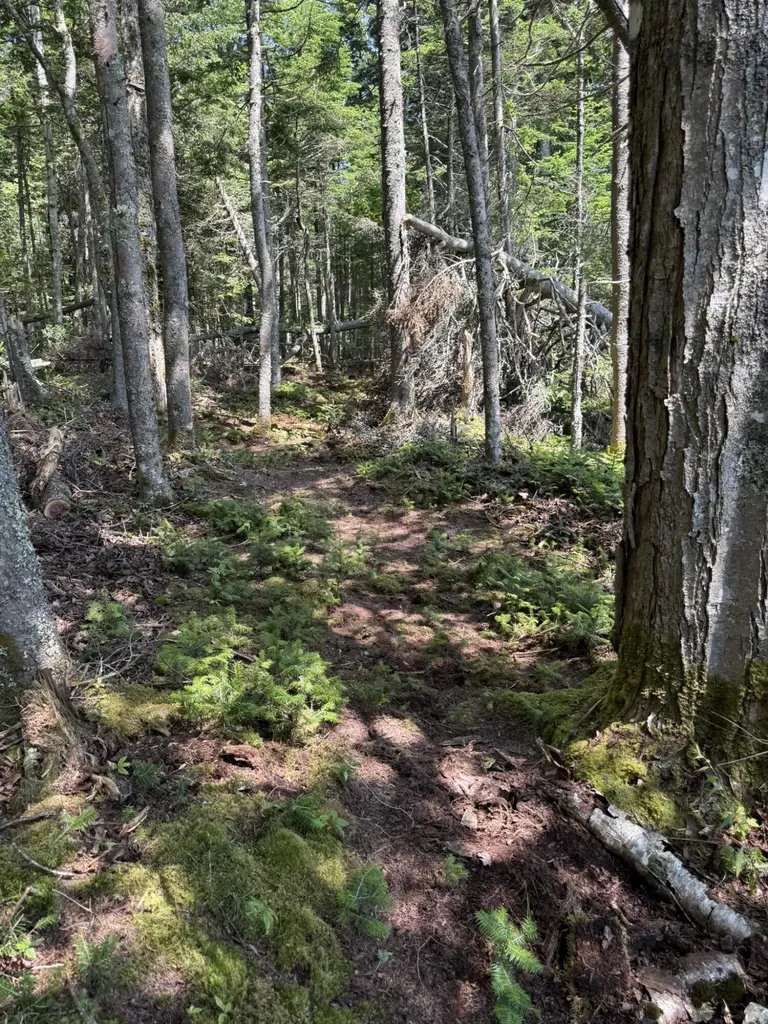 M7 L 5,6 Pineo Point Road Harrington ME 04643