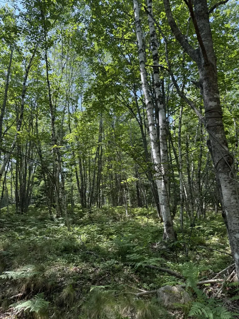 M7 L 5,6 Pineo Point Road Harrington ME 04643