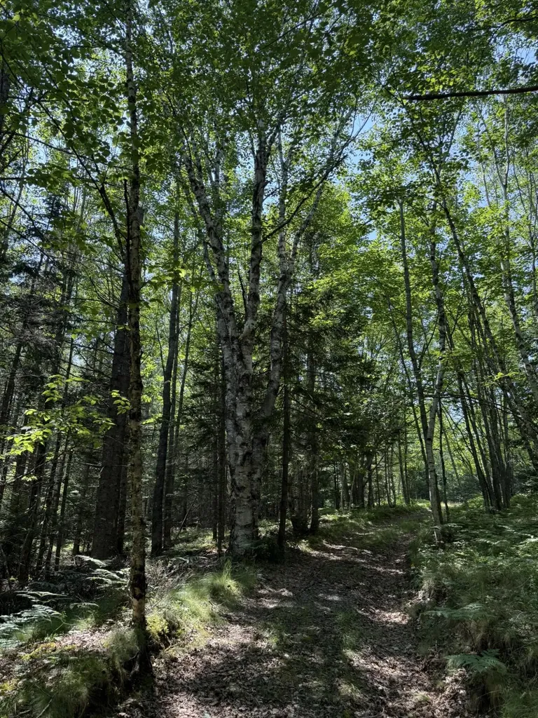 M7 L 5,6 Pineo Point Road Harrington ME 04643