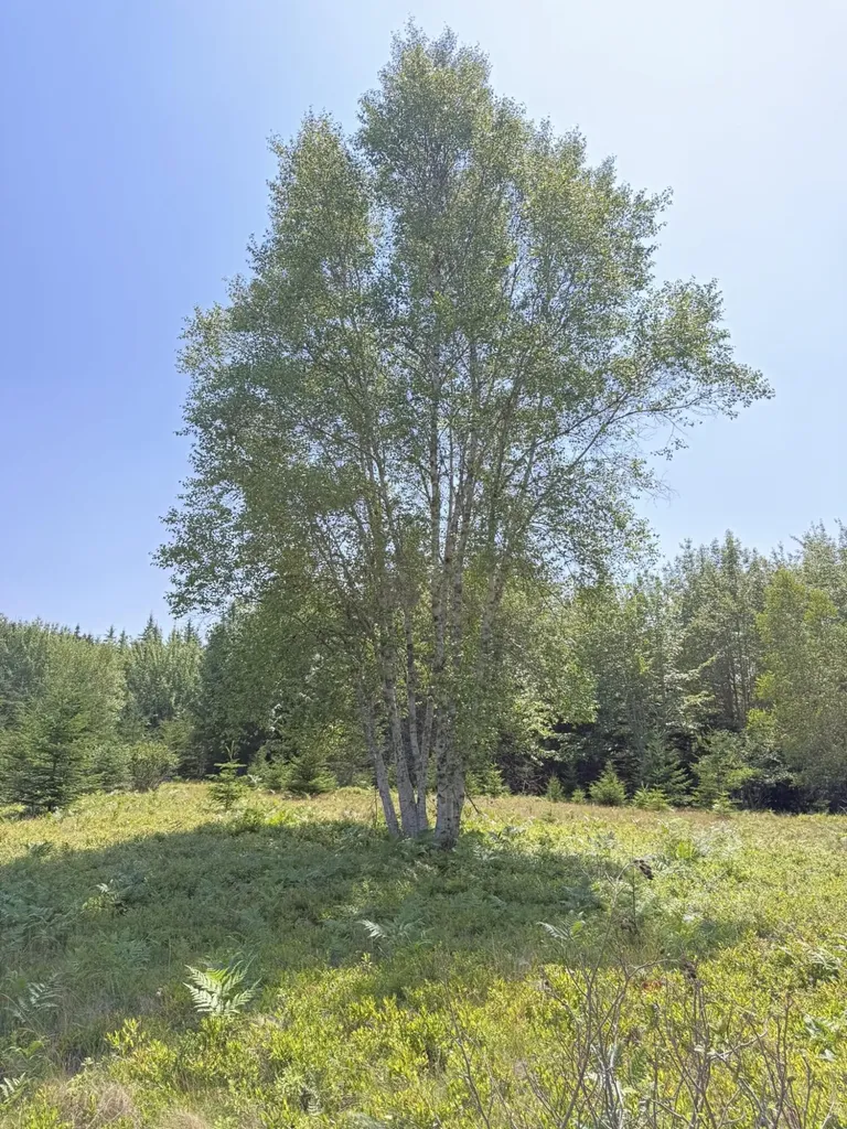 M7 L 5,6 Pineo Point Road Harrington ME 04643