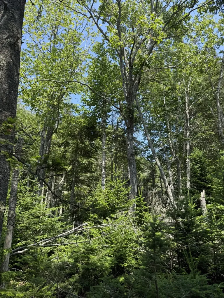 M7 L 5,6 Pineo Point Road Harrington ME 04643