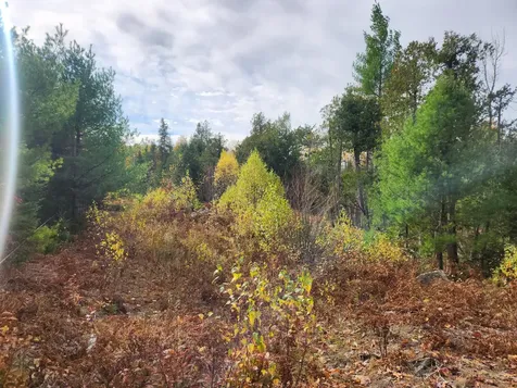 Lot B Blackberry Lane Buckfield ME 04220
