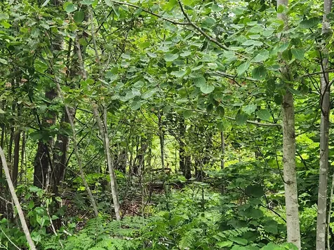 Lot B Blackberry Lane Buckfield ME 04220