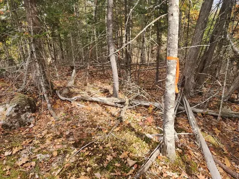 Lot B Blackberry Lane Buckfield ME 04220