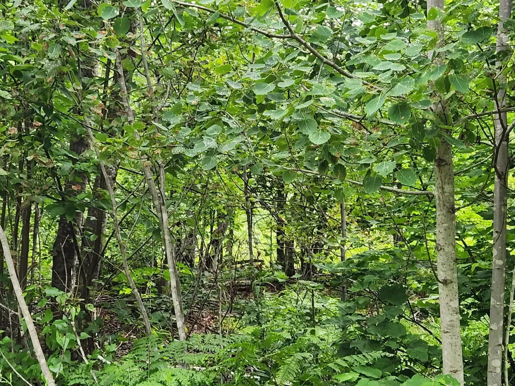 Lot A Blackberry Lane Buckfield ME 04220
