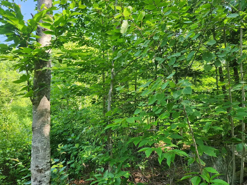 Lot C Fern Drive Buckfield ME 04220