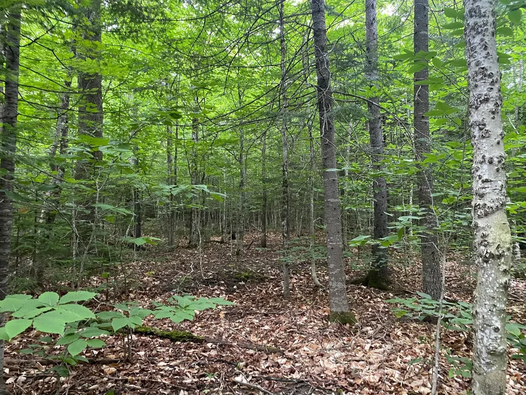 Lot 29 Scammon Road Greenville ME 04441