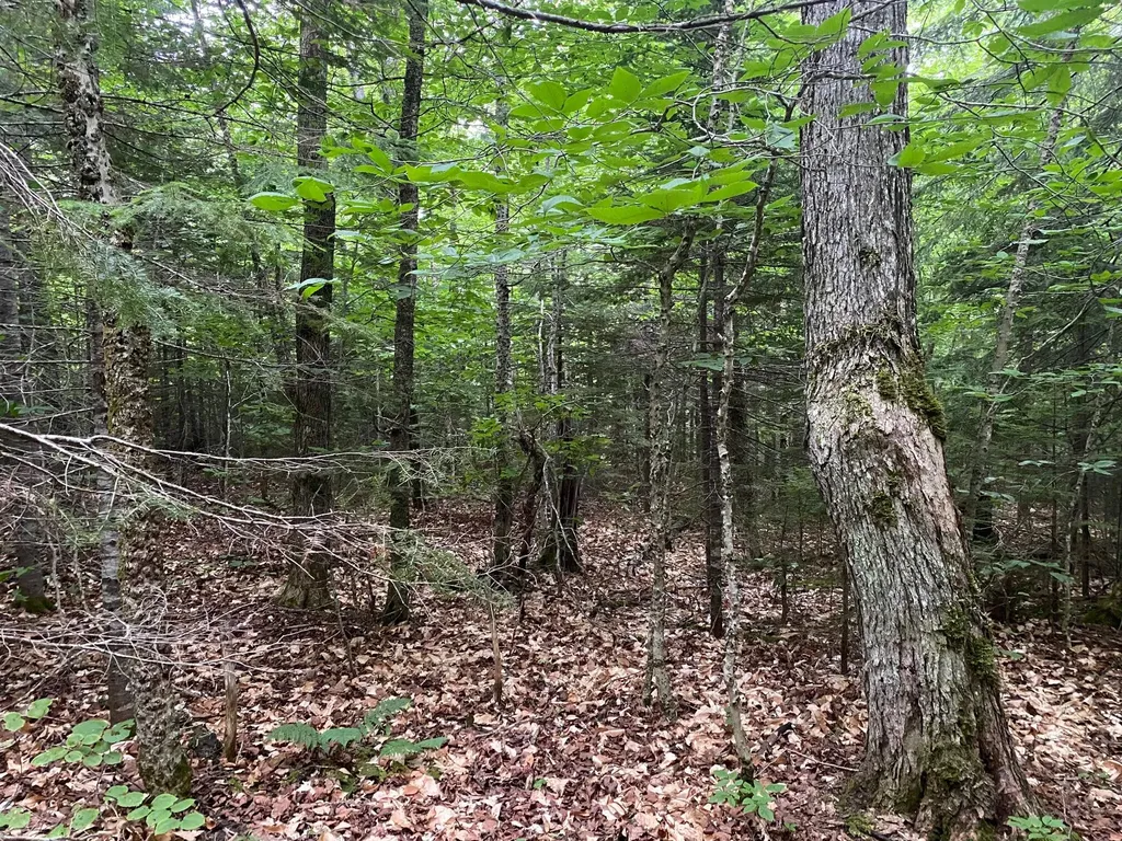 Lot 29 Scammon Road Greenville ME 04441