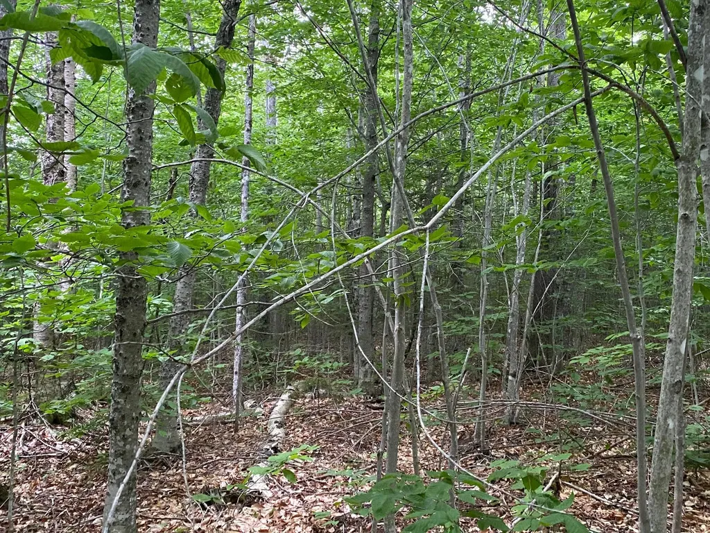 Lot 29 Scammon Road Greenville ME 04441