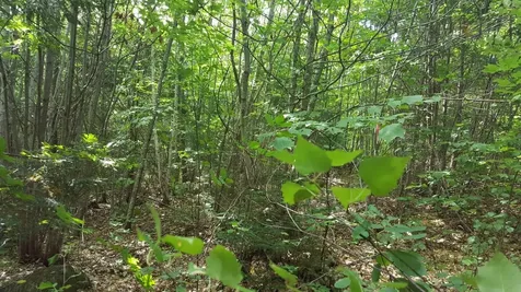 M4 96 & 99 Parker Pond Road Jay ME 04239