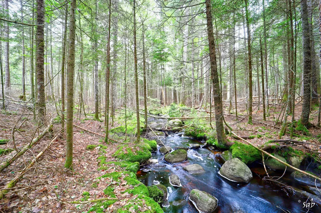 Lot 3 Bear Springs Lane Surry ME 04684