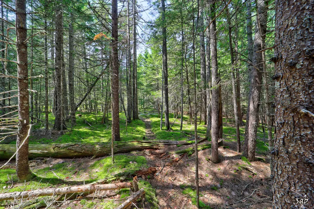 Lot 3 Bear Springs Lane Surry ME 04684