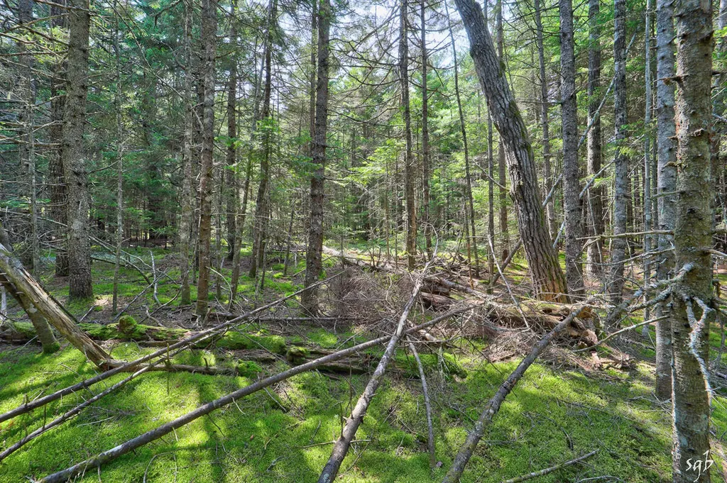 Lot 3 Bear Springs Lane Surry ME 04684