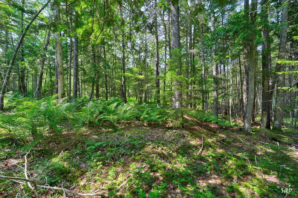 Lot 3 Bear Springs Lane Surry ME 04684